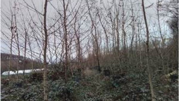 Témoignage de M. Frumholtz - plantation située en Moselle (57)